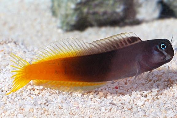 Bicolor blenny