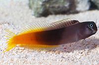 Bicolor blenny