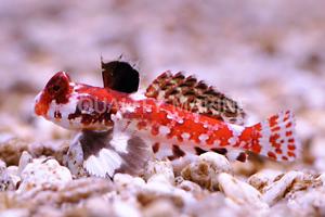 Red scooter blenny  Thumbnail