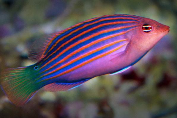 Six Line Wrasse