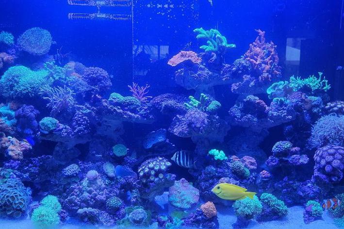 main reef Thumbnail