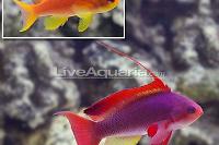 Lyrytail Anthia Thumbnail