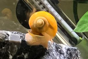 Mystery snail Thumbnail