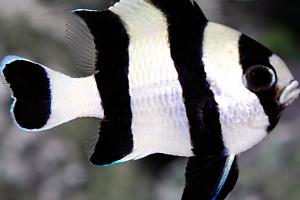 Four stripe damselfish Thumbnail