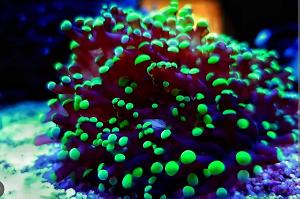 Euphyllia frogspawn Thumbnail