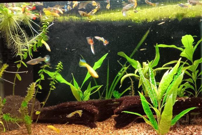 10G - Guppies Thumbnail