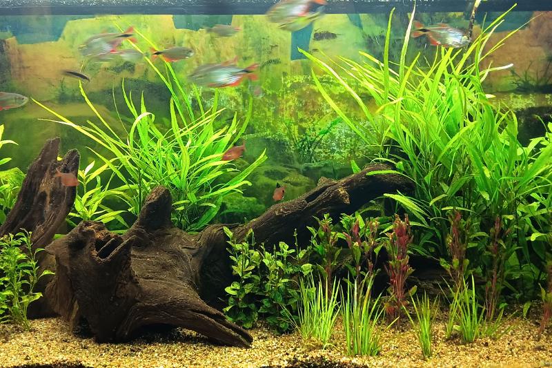 55G - Tetras Thumbnail