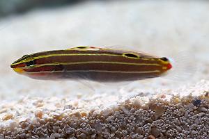 Hector’s Hover Goby