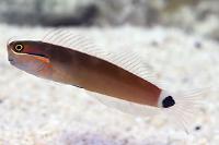 Tail Spot Blenny  Thumbnail