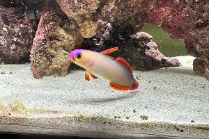 Purple Firefish Thumbnail