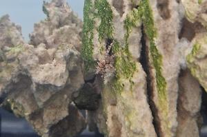 pom pom crab Thumbnail