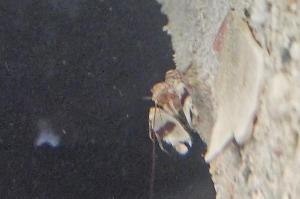 pistol shrimp Thumbnail