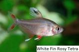 Rosy Tetra Thumbnail