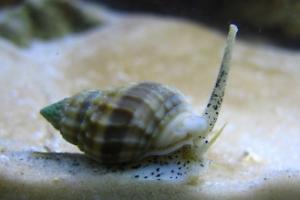 Nassarius Snail Thumbnail