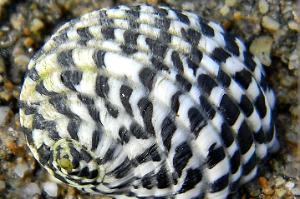 Checkered Nerite Snail Thumbnail