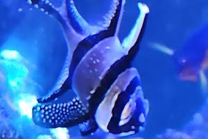 Cardinalfish Thumbnail