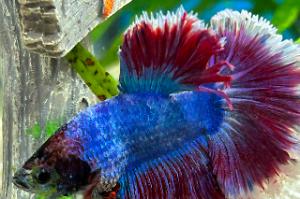 Halfmoon Butterfly Tricolour Betta Thumbnail