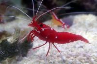 Red Fire Shrimp Thumbnail