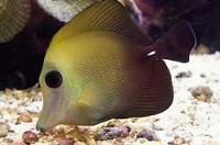 Scopas Tang Thumbnail