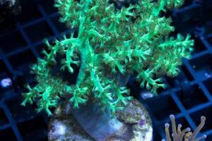 Kenya Tree Coral Thumbnail