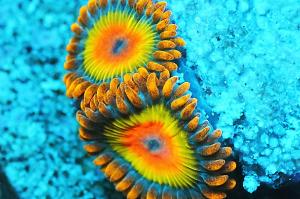 Rasta Zoanthid Thumbnail