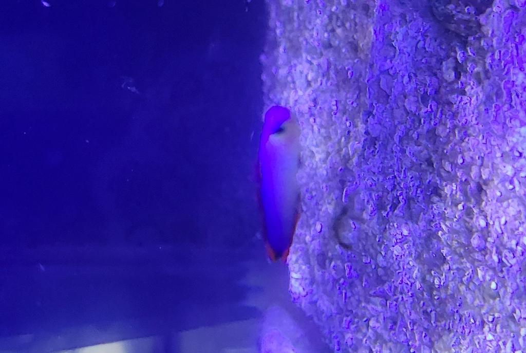 Purple Fire Fish