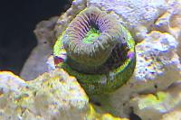 Acan