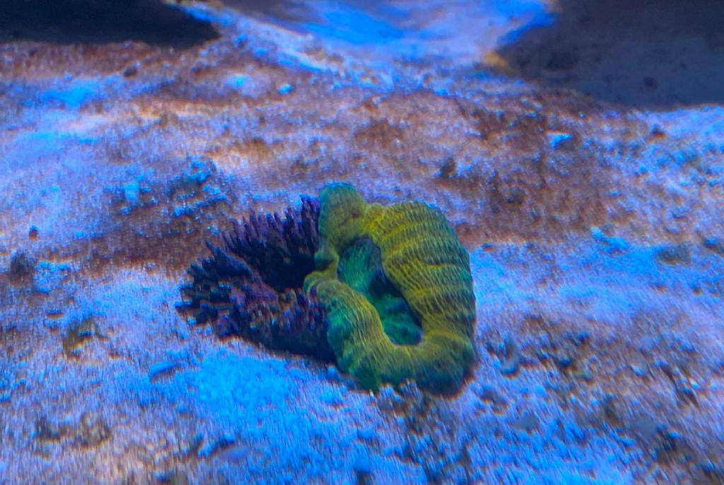 Lobophyllia