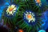 Daisy Cutter Zoanthids Thumbnail