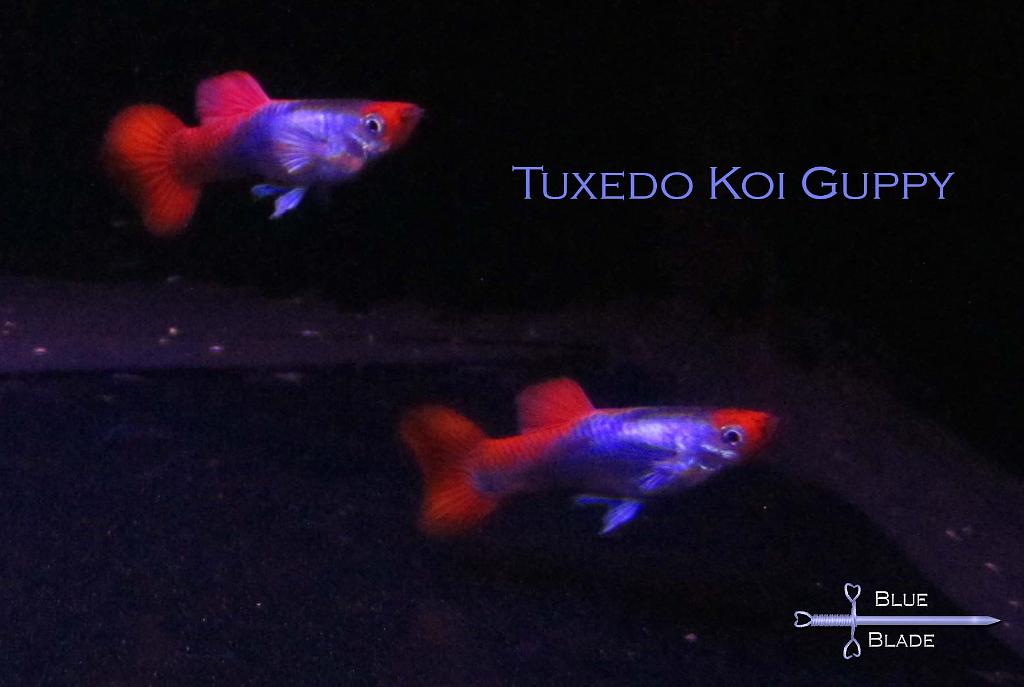 Tuxedo Koi Guppy - L1 F2 Breeders