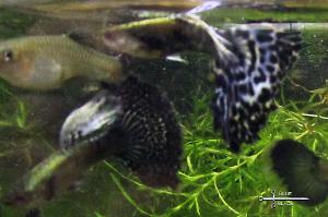 Blue Mosaic Guppy - breeders Thumbnail