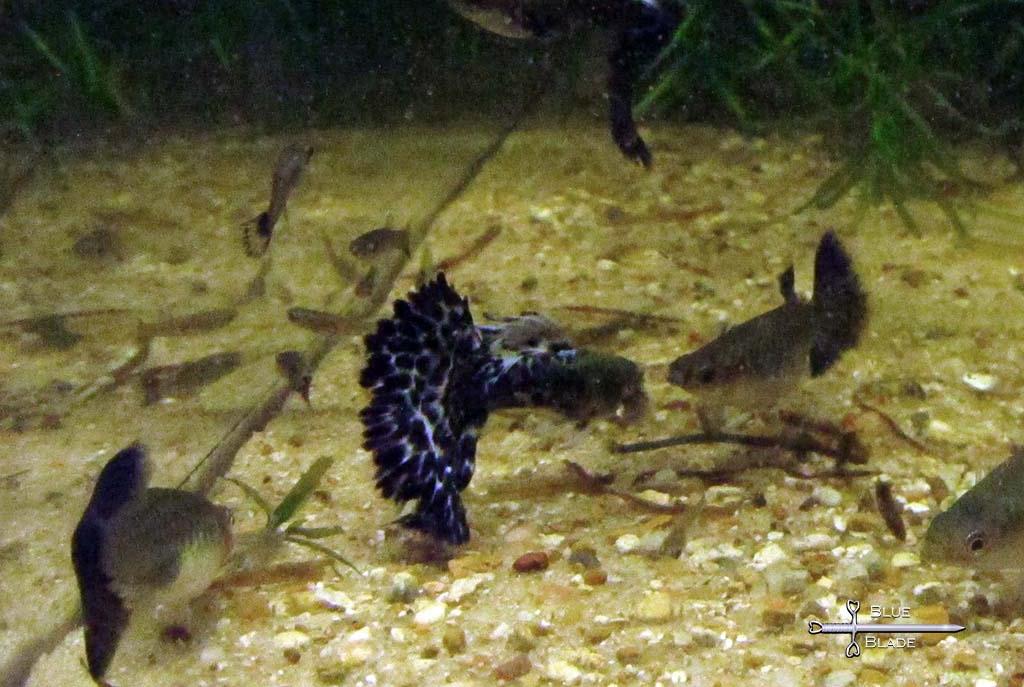 Blue Mosaic Guppy - F1 - 11/07/22