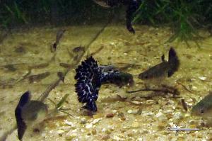 Blue Mosaic Guppy - F1 - 11/07/22 Thumbnail