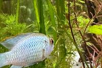 Electric Blue Acara