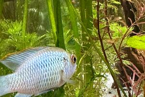 Electric Blue Acara