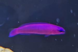 orchid dottyback Thumbnail