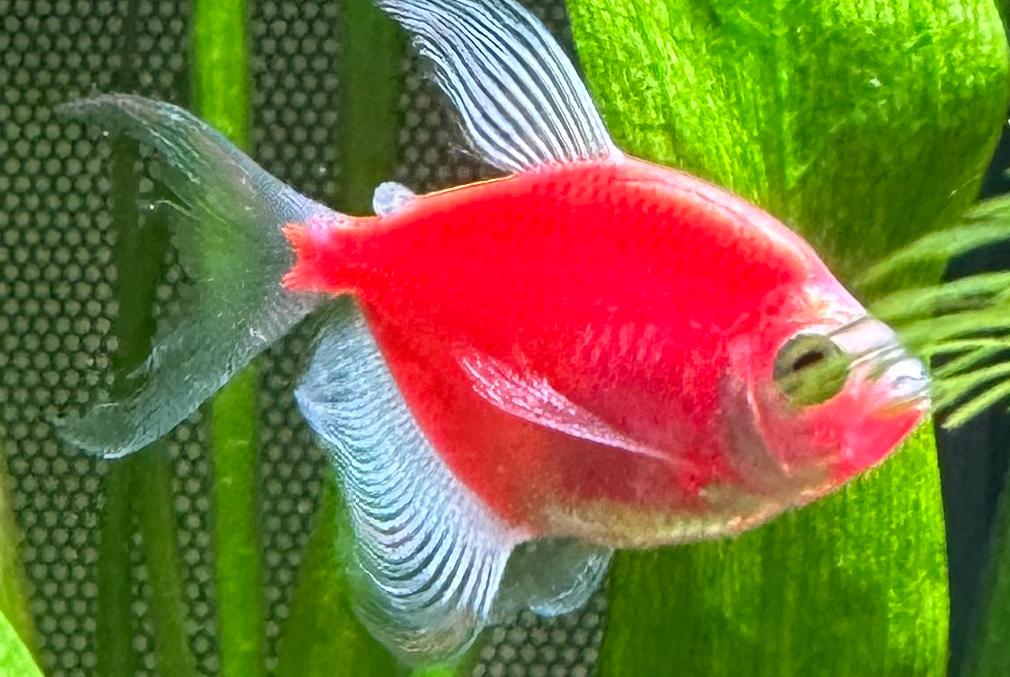 GloFish® White Skirt Tetra