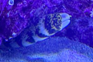 Dwarf morray eel Thumbnail