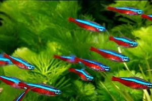 Cardinal Tetra Thumbnail