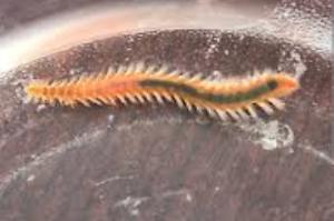 Bristle Worm Thumbnail