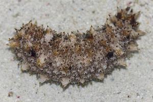 Sand-Sifting Sea Cucumber Thumbnail