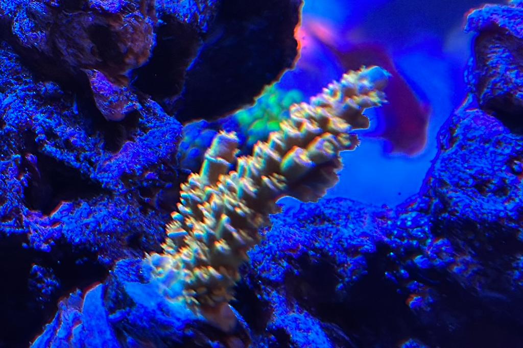 Walt Disney / Acropora tenius 78