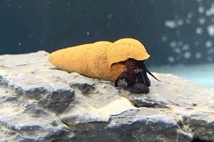 Rabbit Snail Thumbnail