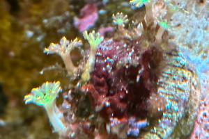 Firework clove polyp  Thumbnail