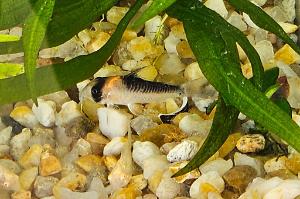 Corydora Thumbnail