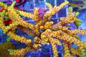 Golden Rod Anacropora Thumbnail