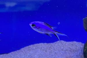 Blue Reef Chromis Thumbnail