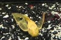 Ancistrus Albino Green Dragon Longfin  Thumbnail