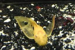 Ancistrus Albino Green Dragon Longfin