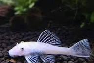 Ancistrus Snow White Shortfin